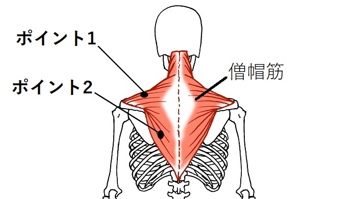 僧帽筋の画像