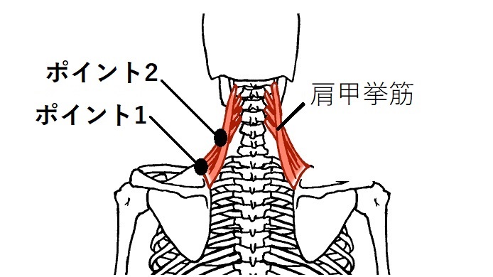 肩甲挙筋の画像