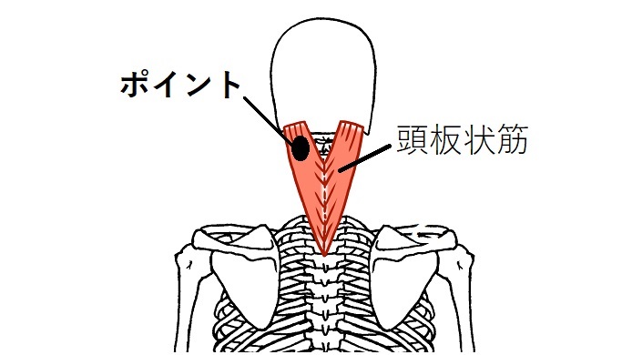 頭板状筋の画像