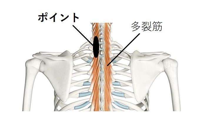頚椎と胸椎の多裂筋のイラスト