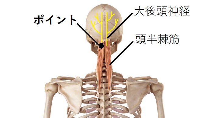 頭半棘筋と大後頭神経のイラスト