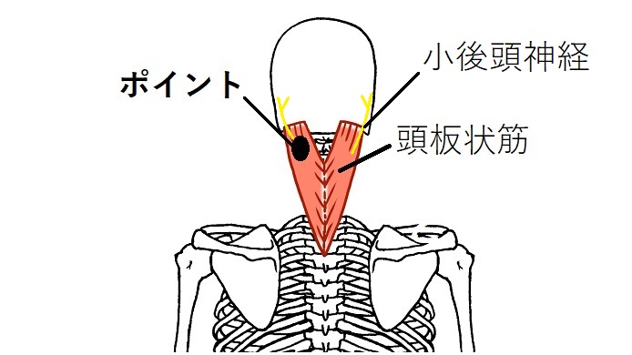頭板状筋と小後頭神経のイラスト