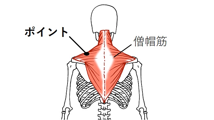 僧帽筋のイラスト