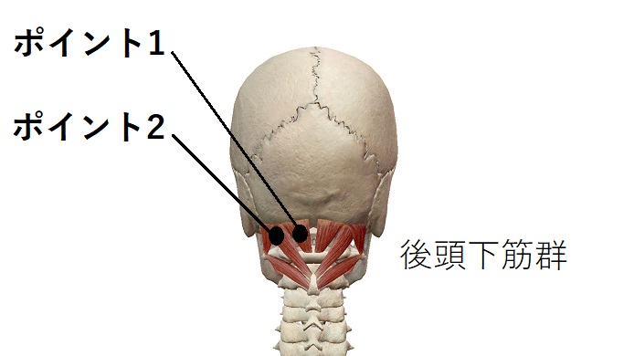 後頭下筋群のイラスト