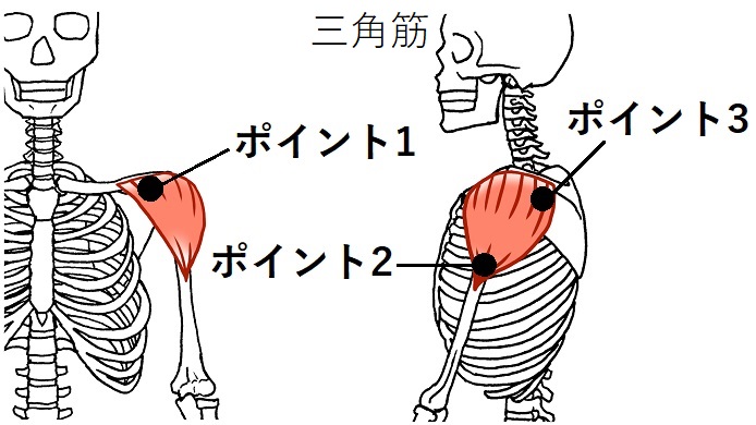 三角筋のイラスト