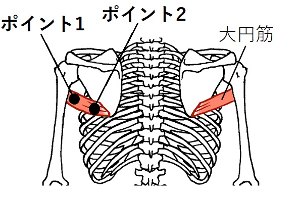 大円筋のイラスト