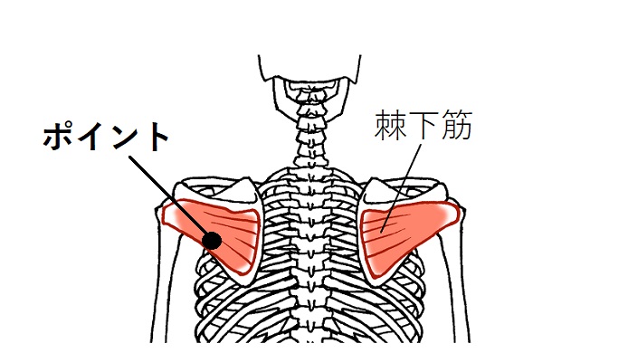 棘下筋のイラスト