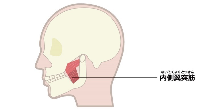 内側翼突筋のイラスト