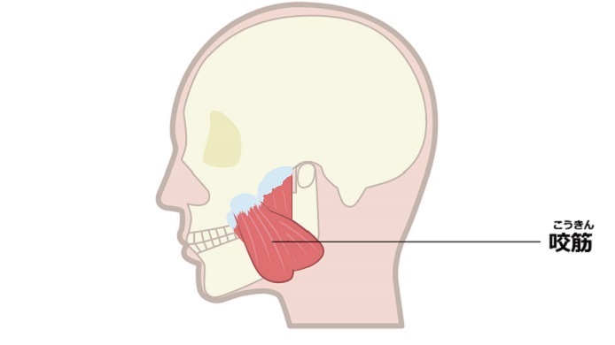 咬筋のイラスト