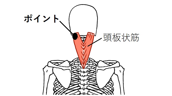 頭板状筋のイラスト