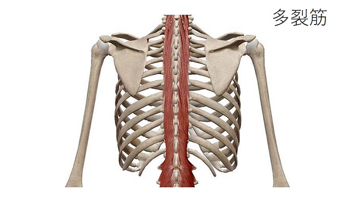 胸椎の多裂筋のイラスト