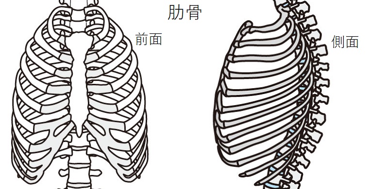 肋骨のイラスト