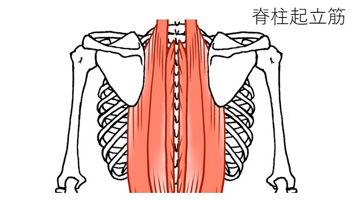 胸椎の脊柱起立筋のイラスト