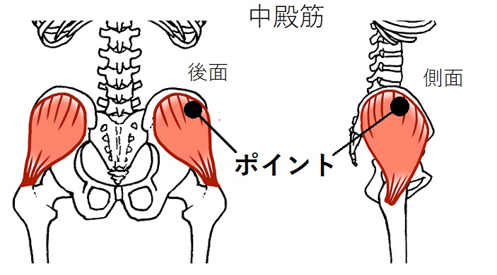 中殿筋のイラスト