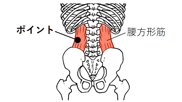 腰方形筋のイラスト