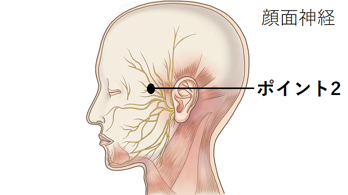 顔面神経のイラスト