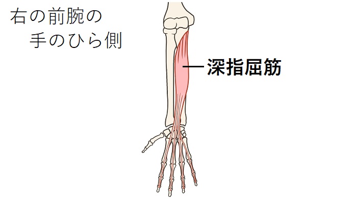 深指屈筋のイラスト