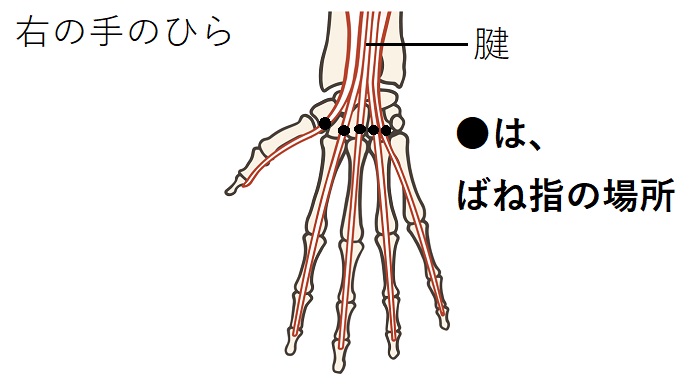 手のひらの骨と腱のイラスト