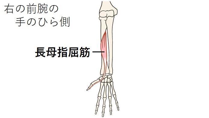 長母指屈筋のイラスト