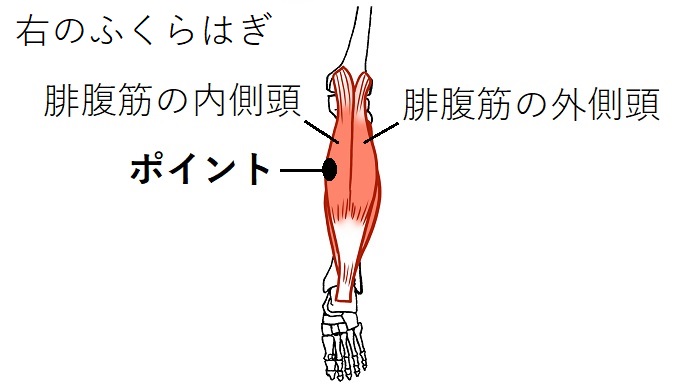 腓腹筋のイラスト