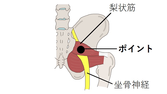 梨状筋と坐骨神経のイラスト