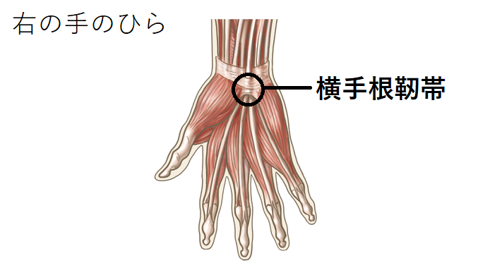 横手根靭帯のイラスト