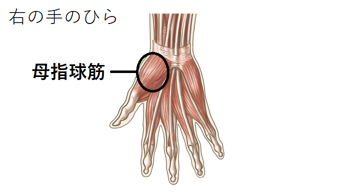 母指球筋のイラスト