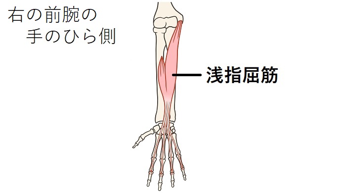 浅指屈筋のイラスト