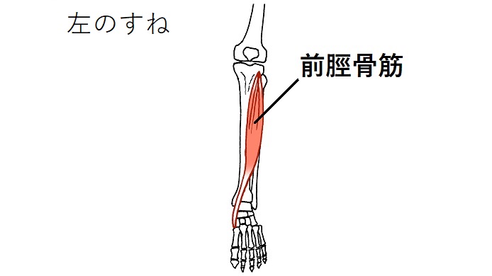 前脛骨筋のイラスト