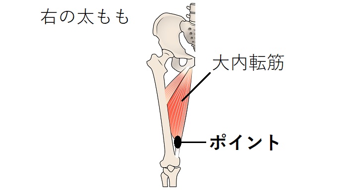 大内転筋のイラスト