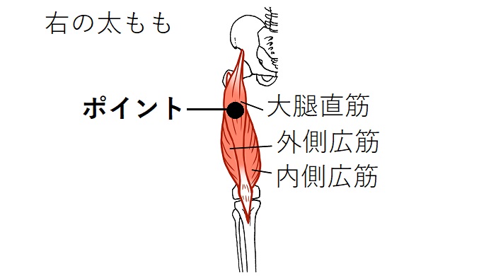 大腿直筋のイラスト