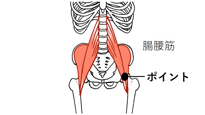 腸腰筋のイラスト