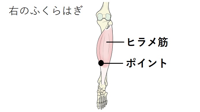 ヒラメ筋のイラスト