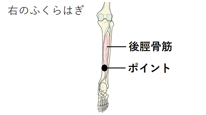 後脛骨筋のイラスト