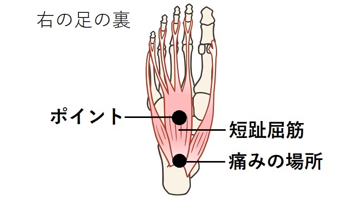 短趾屈筋のイラスト