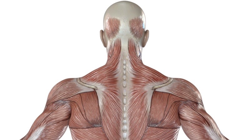肩から首にかけての筋肉
