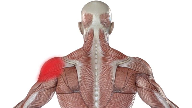 肩関節の筋肉
