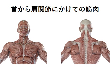 首から肩関節にかけての筋肉