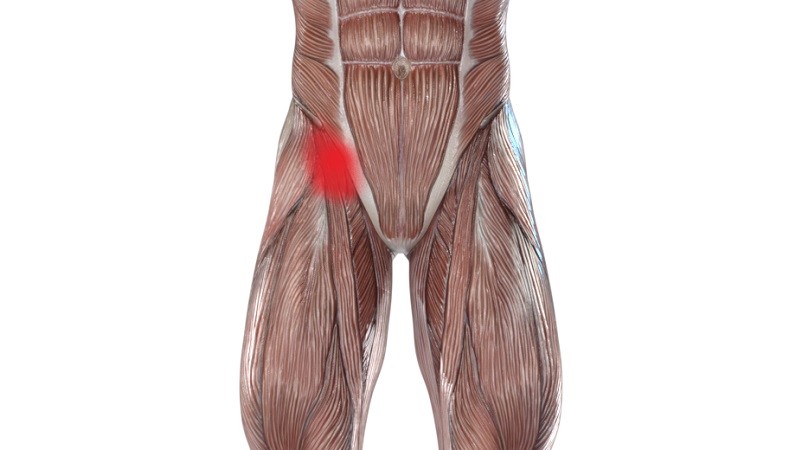 股関節周りの筋肉のイラスト