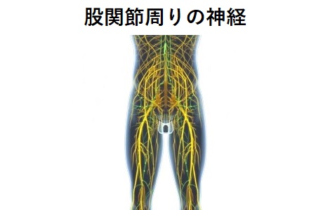 股関節周りの神経のイラスト