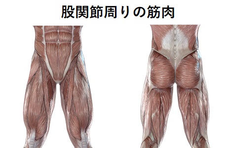 股関節周りの筋肉のイラスト