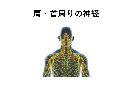 肩・首周りの神経