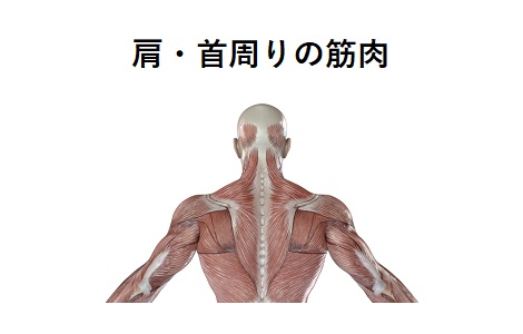 肩・首周りの筋肉