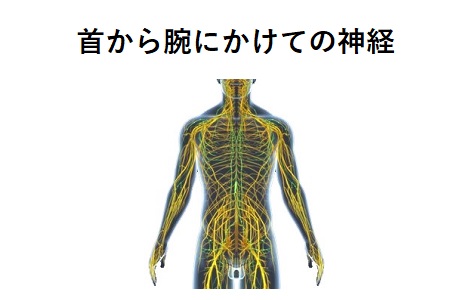 首から腕にかけての神経