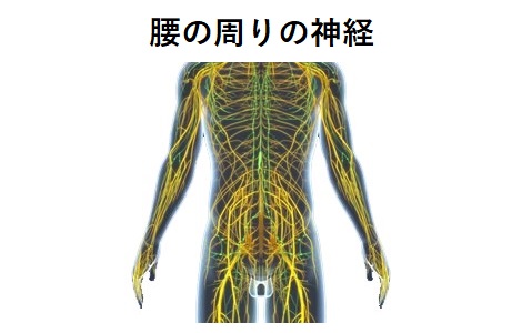 腰周りの神経のイラスト