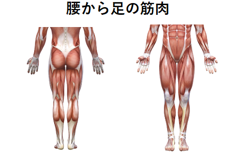 腰から足の筋肉のイラスト